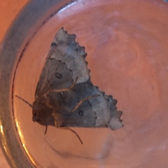 Odontopera bidentata