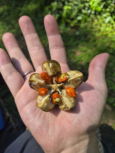 Cabralea canjerana (Cabralea canjerana)