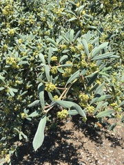 Elaeagnaceae