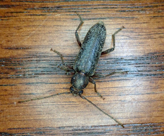 Trichoferus campestris