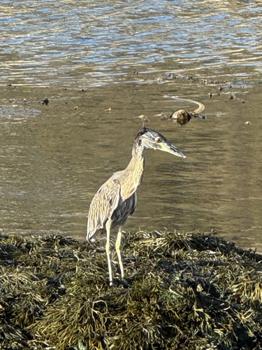 Yellow-crowned Night Heron