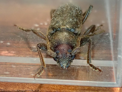 Trichoferus campestris