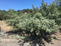 Elaeagnaceae