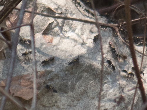 Polybia paulista