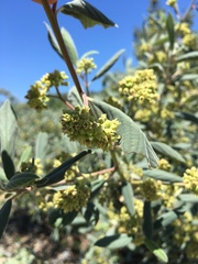 Elaeagnaceae