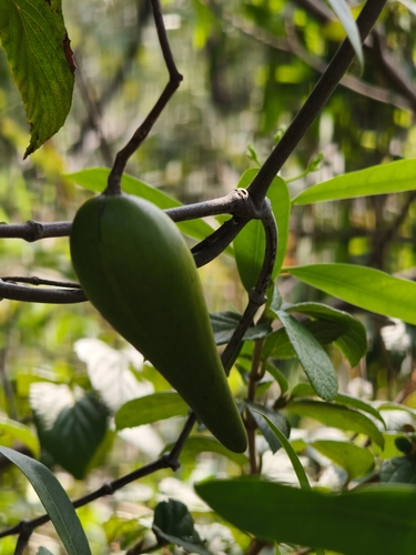 Anodendron affine observed 2026-10-01