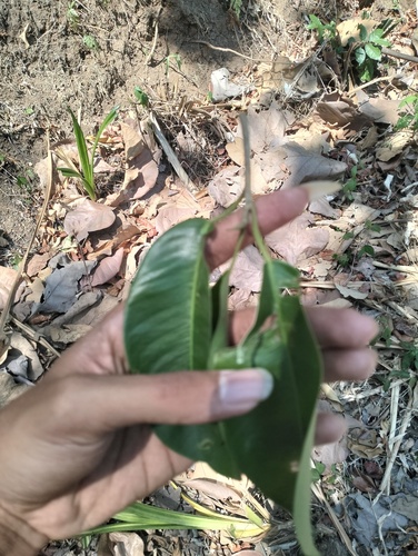 Ficus subcordata observed 2026-09-06