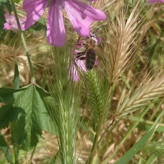 Apis mellifera