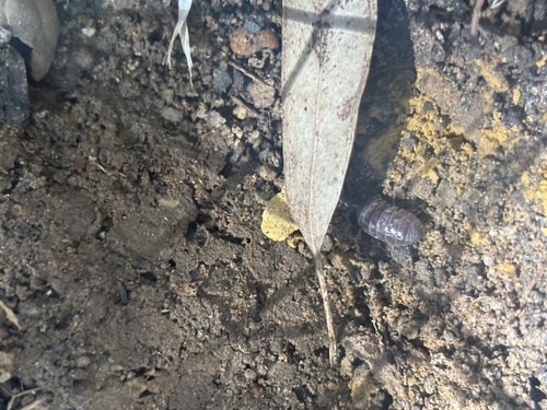 Common Pill Woodlouse
