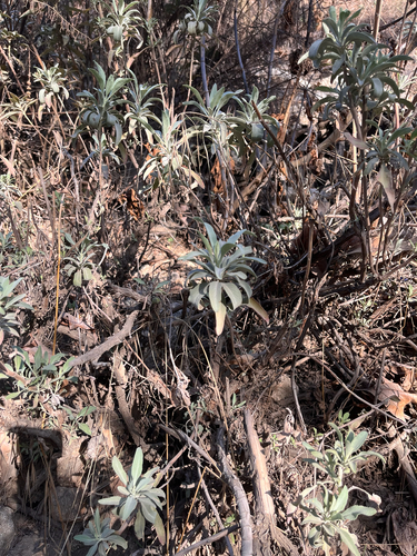 white sage