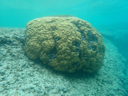Porites lobata observed 2026-10-01