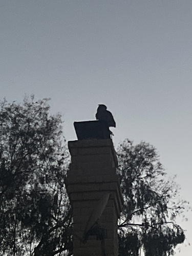 Great Horned Owl