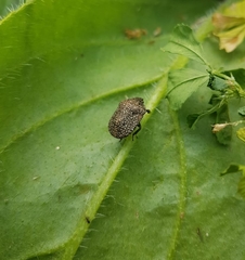 Psacasta exanthematica