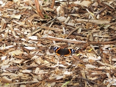 Vanessa atalanta