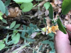 Lathyrus sulphureus
