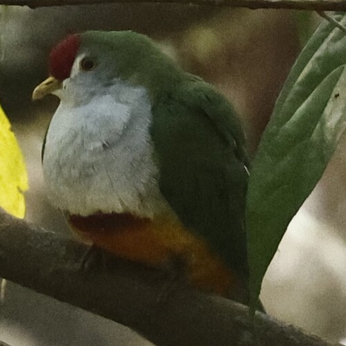 Ptilinopus pulchellus observed 2026-09-21