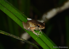 Pulchrana baramica