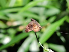 Theagenes dichrous