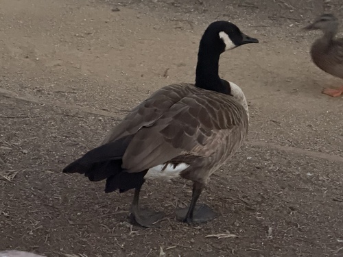 Canada Goose