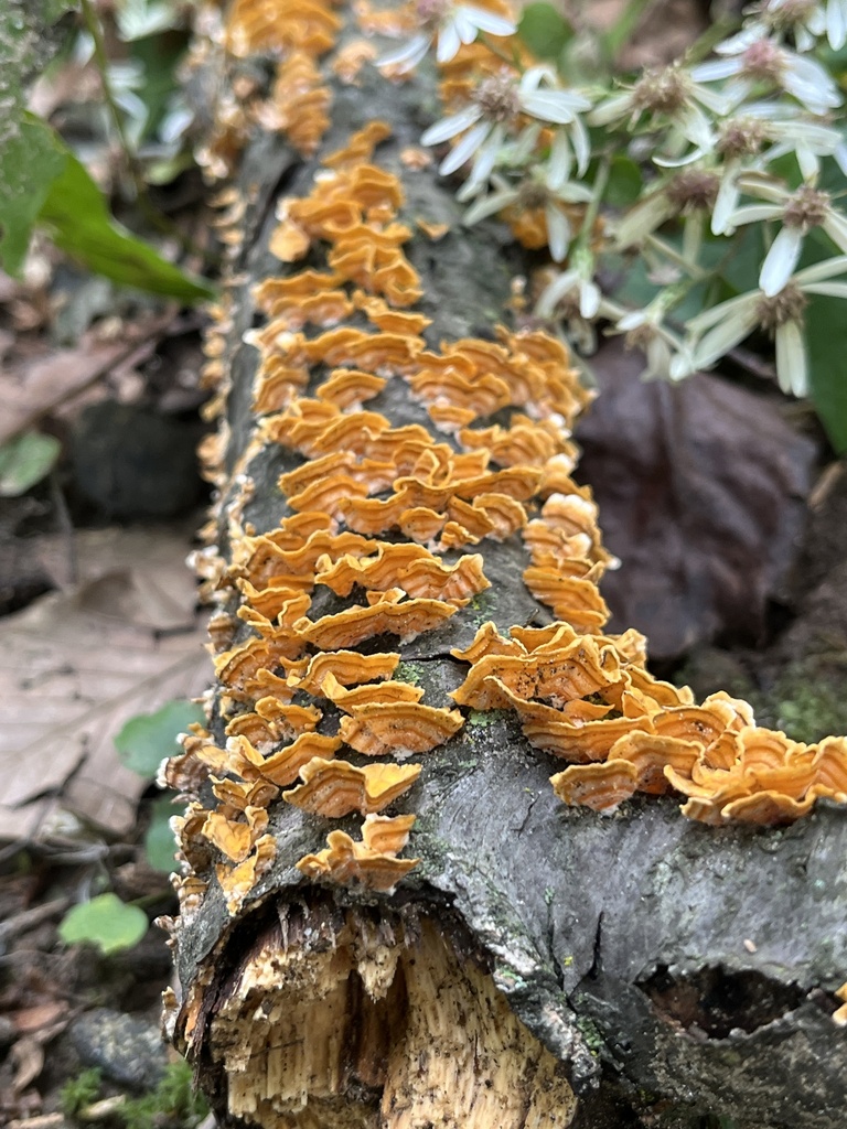 crowded parchment · September 2026 · photo: Photo: no rights reserved · iNaturalist