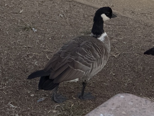 Aleutian Cackling Goose