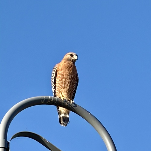Red-shouldered Hawk