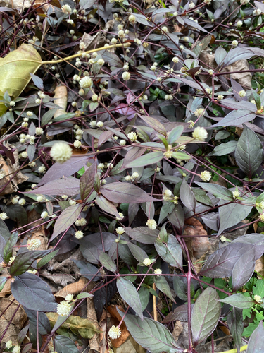 Alternanthera brasiliana observed 2026-10-01