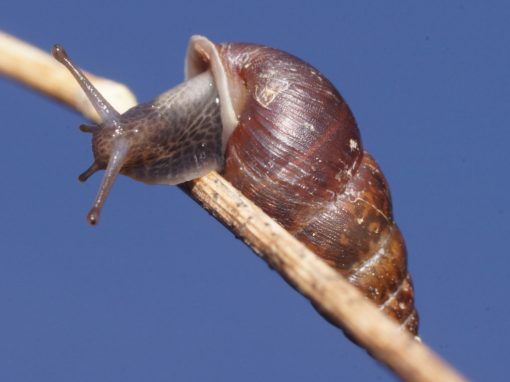 Eninae