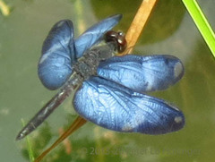 Zenithoptera lanei