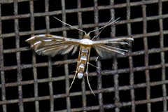 Cosmoclostis leucomochla