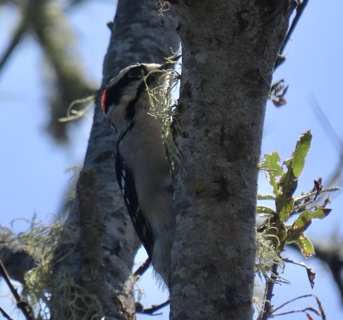 Downy Woodpecker