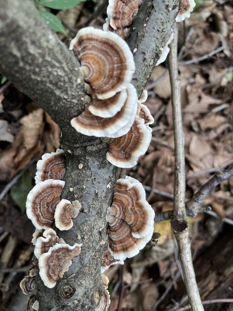 turkey-tail · September 2026 · photo: Photo: no rights reserved · iNaturalist