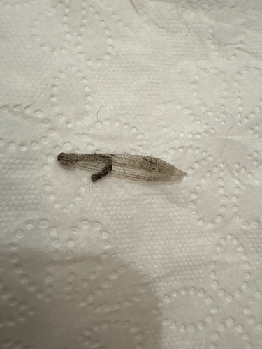 Euptilon ornatum