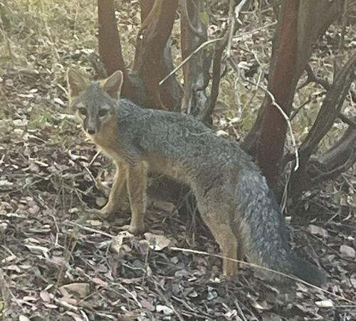Gray Fox