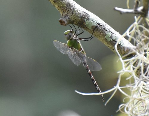 Amazon Darner photo 5