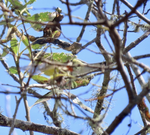 Magnolia Warbler