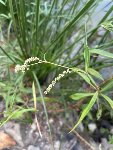 Persicaria barbata observed 2026-10-01