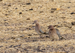 Streptopelia senegalensis