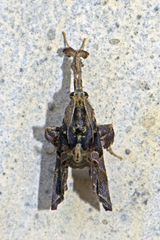 Sacada
