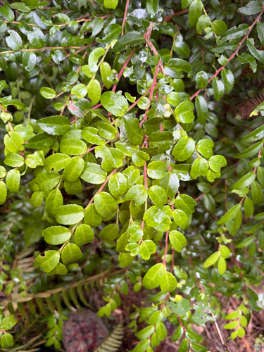 Evergreen Huckleberry