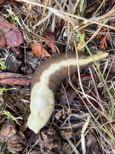 Pacific Banana Slug