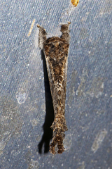 Indarbela