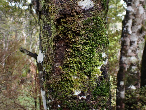 Dichelodontium nitidum observed 2026-09-19