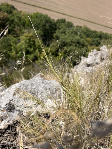 Muhlenbergia cuspidata observed 2026-09-28