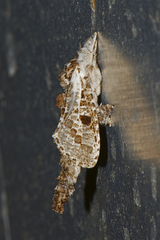 Indarbela