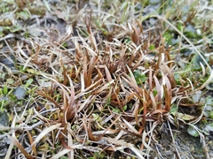 Carex talbotii