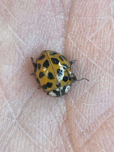 Asian Lady Beetle