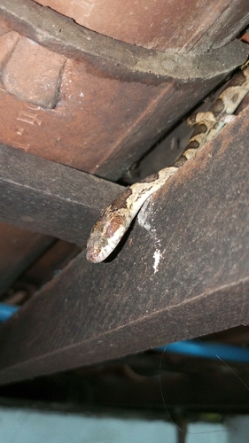 Paraiba Cat-eyed Snake