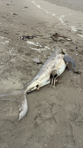 Salmon Shark