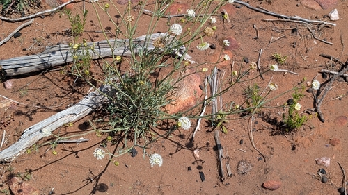Trachymene glaucifolia, 2026-09-25